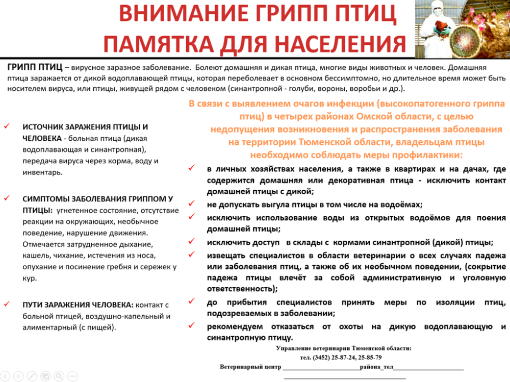 Что нужно знать владельцам личных подсобных хозяйств и фермерам о гриппе птиц?