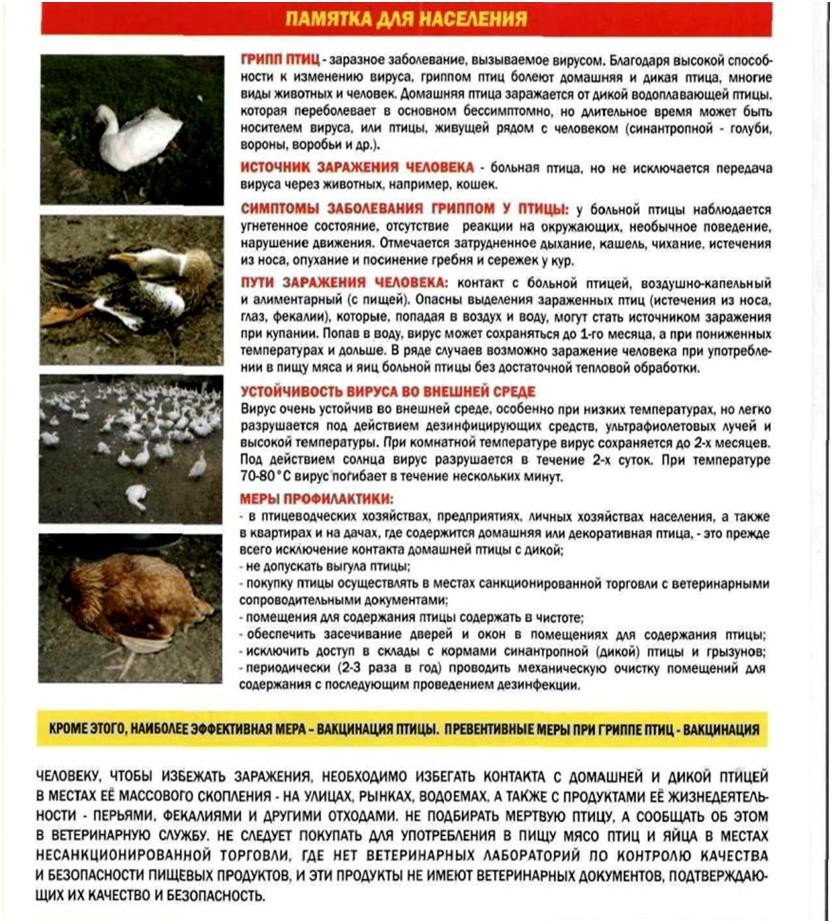 Что нужно знать владельцам личных подсобных хозяйств и фермерам о гриппе птиц?